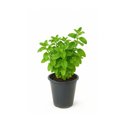 American Thyme – Height: 30 cm — Pot size: 25 cm