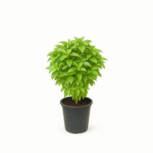 Sweet Basil – Height: 50 cm — Pot size: 25 cm