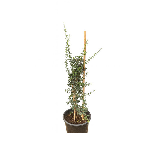 Cramona – Height: 1.2 m — Pot size: 25 cm