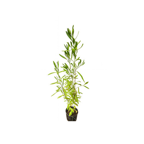 Dodonaea – Height: 1 m — Pot size: 14 cm