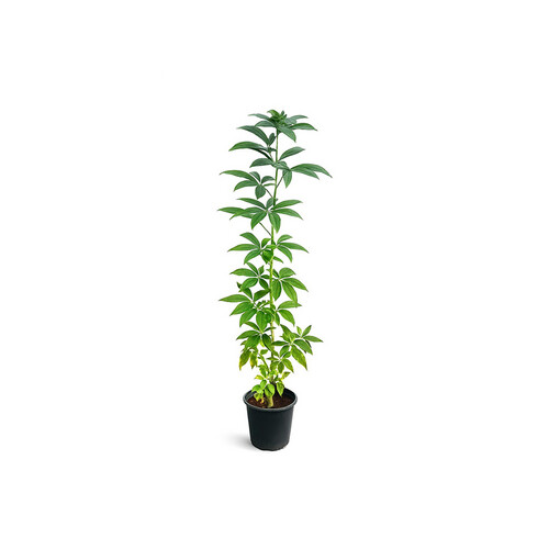 Medium Pentas – Height: 1 m — Pot size: 14