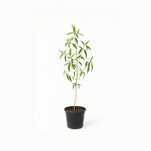 Carpess – Height: 1 m — Pot size: 14 cm