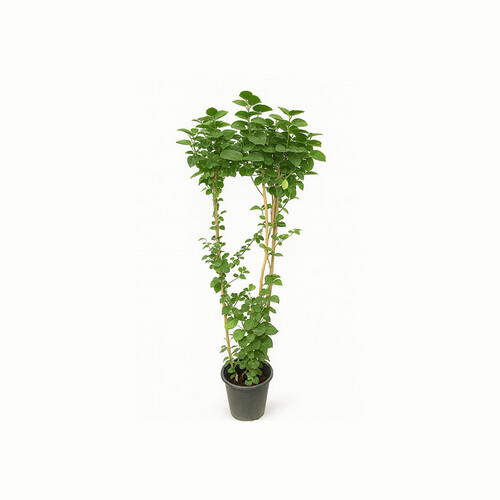 Hyacinth Bean (Climbing) – Height: 1.5 m — Pot size: 25 cm