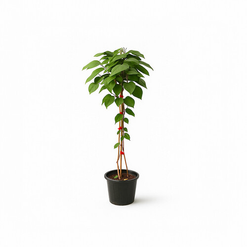 Campsis (Climbing) – Height: 1.5 m — Pot size: 25 cm