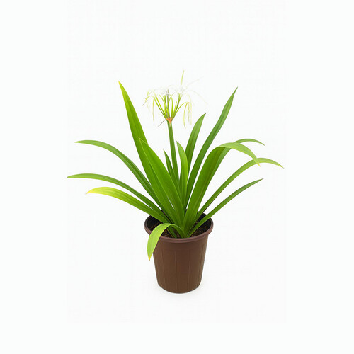 Lily – Height: 60 cm — Pot size: 30 cm