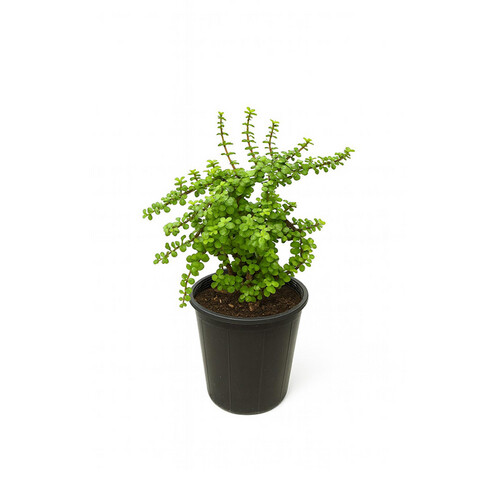 Portuguese Plant – Height: 30 cm — Pot size: 25 cm