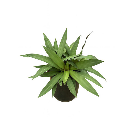 Rio Plant – Height: 20 cm — Pot size: 18 cm