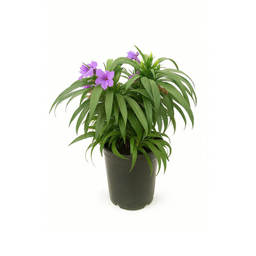 Urea Plant – Height: 40 cm — Pot size: 18 cm