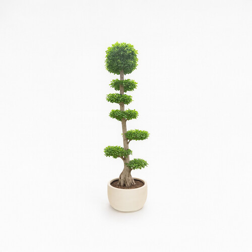 Bonsai 2.7m high
