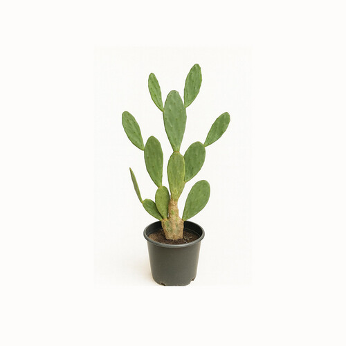 Prickly pear cactus, 1 meter high, 35 cm pot