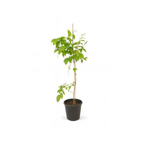 Red Indian jasmine, 5 m high, 25 cm pot