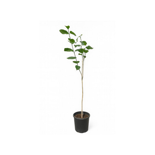 Pampa height 1.5 meters, basin 25 cm
