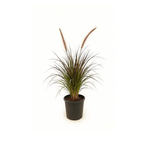 Halfa height 70 cm basin 25 cm