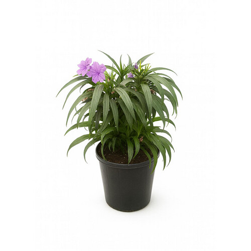 Rubia height 40cm basin 18cm
