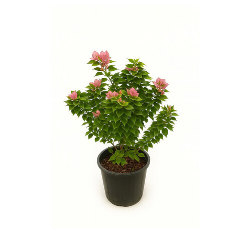 Dwarf hellish plant, 70 cm high, 30 cm basin