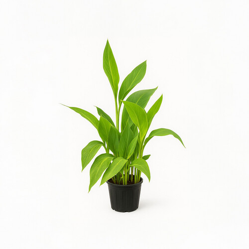lily