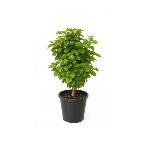 Aqualivia variegated, 80 cm high, 35 cm basin