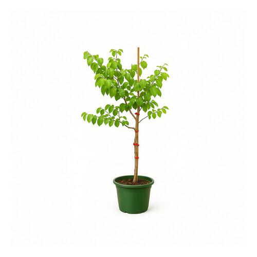 Kuwaiti Sidr tree, 1.5 meters high, 25 cm basin