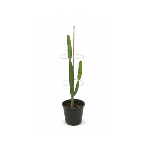 Dragon fruit, height 2 meters, basin 30 cm
