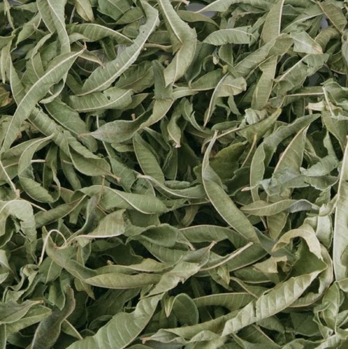 (Melissa officinalis)