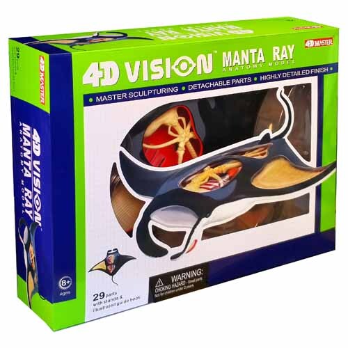 4D Vision Manta Ray Model