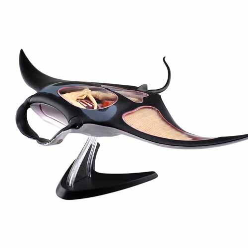 4D Vision Manta Ray Model
