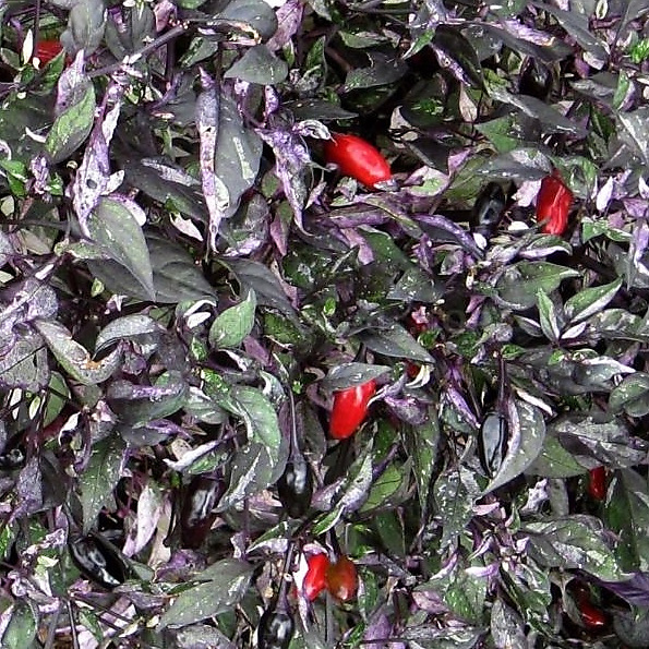 triecolor pepper