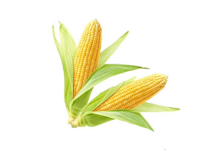Kuwaiti Yellow Sweet Corn