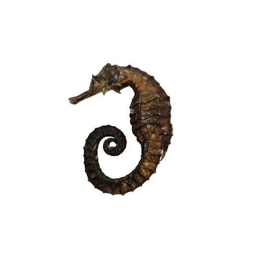 Seahorse