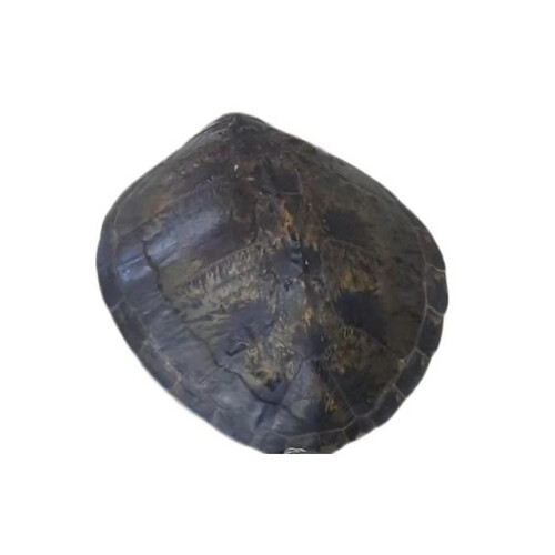 Turtle back