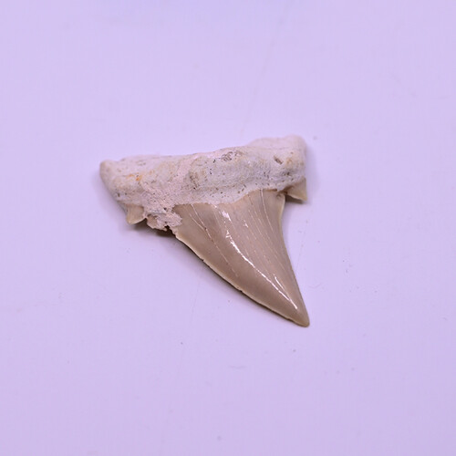 Fossilized megalodon tooth