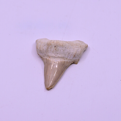 Fossilized megalodon tooth