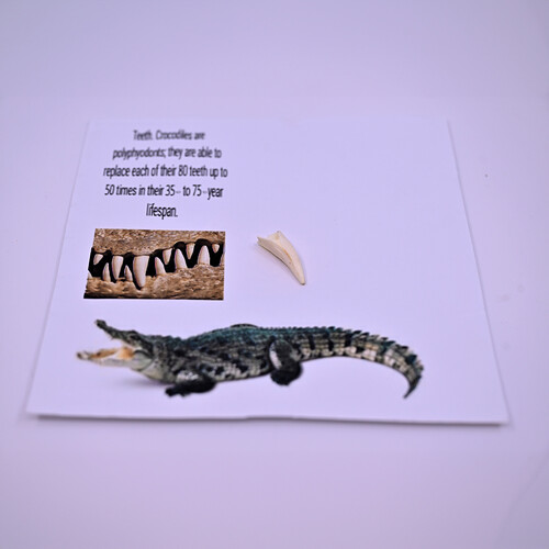Crocodile tusk