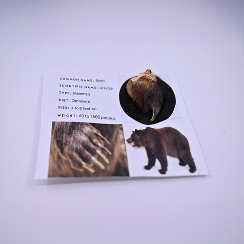 Bear claw