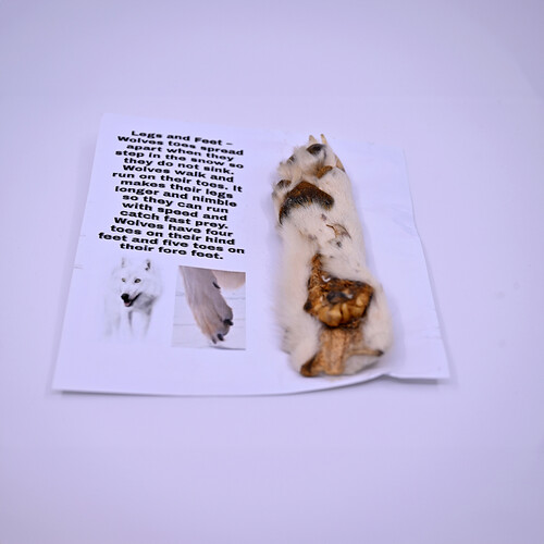 Wolf paw