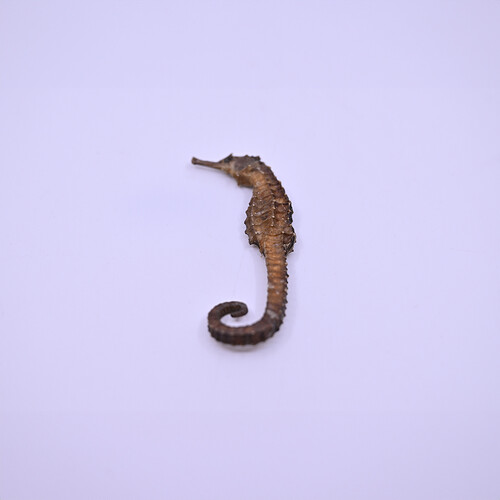 Seahorse1