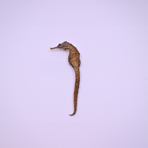 Seahorse
