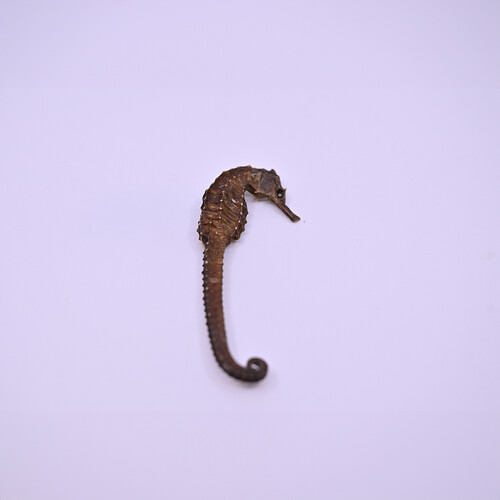 Seahorse2