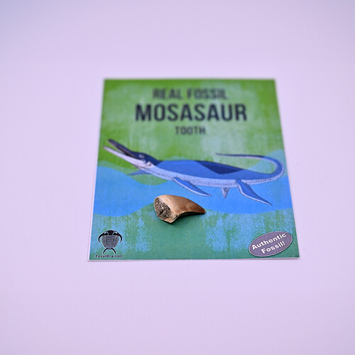 Dinosaur molar