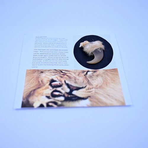 Lion claw