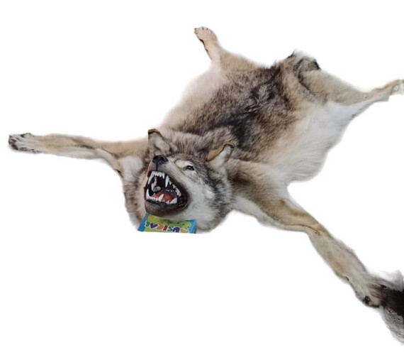 Russian Siberian Wolf Skin with Head