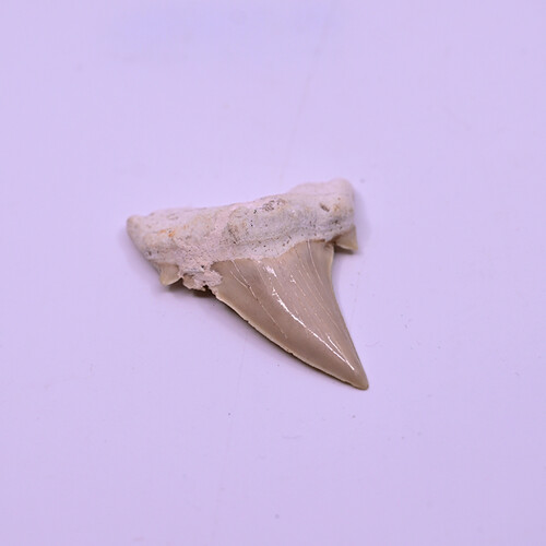 Fossilized megalodon tooth