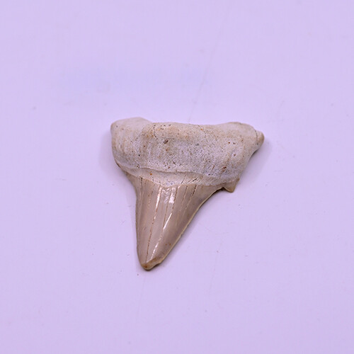 Fossilized megalodon tooth