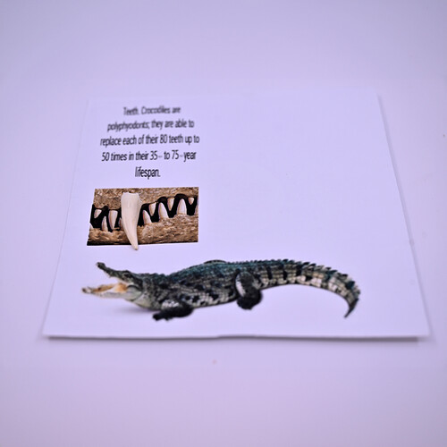 Crocodile tusk