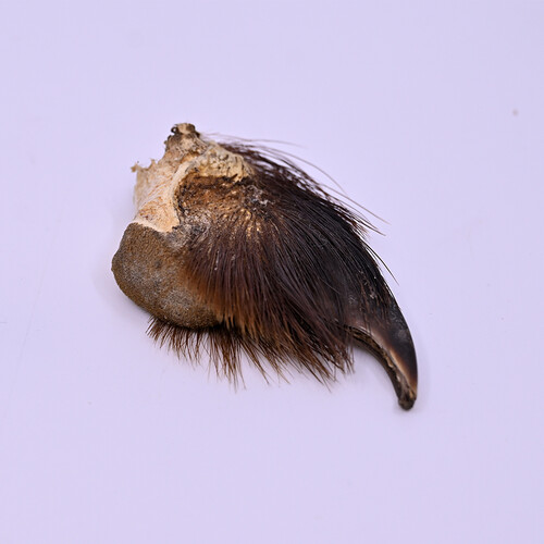 Bear claw
