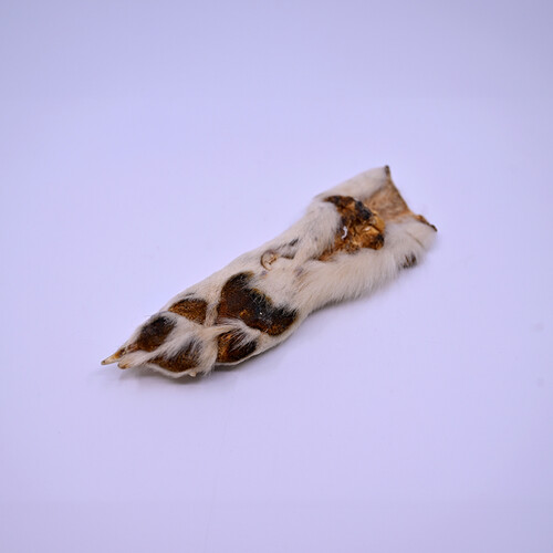 Wolf paw