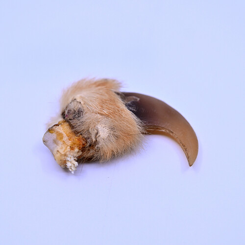 Lion claw