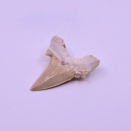 Fossilized megalodon tooth