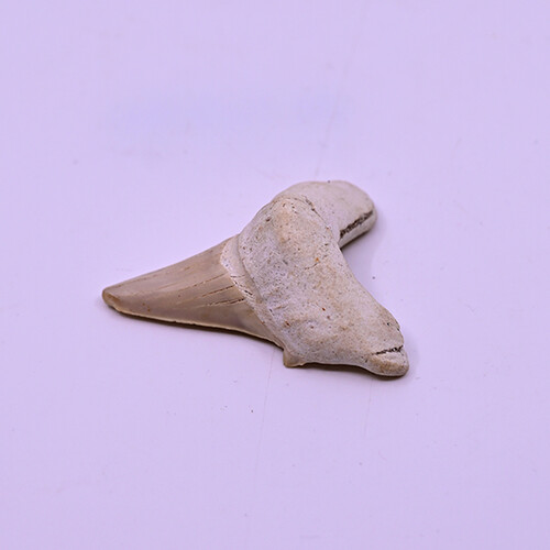 Fossilized megalodon tooth