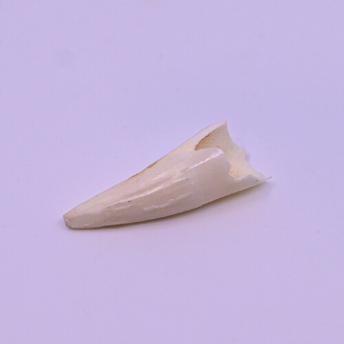 Crocodile tusk